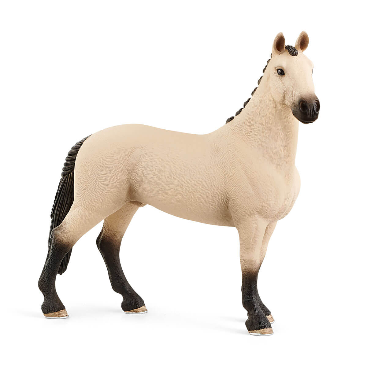 Hannoverian Foal, Red Dun Hannoverian Foal, Red Dun