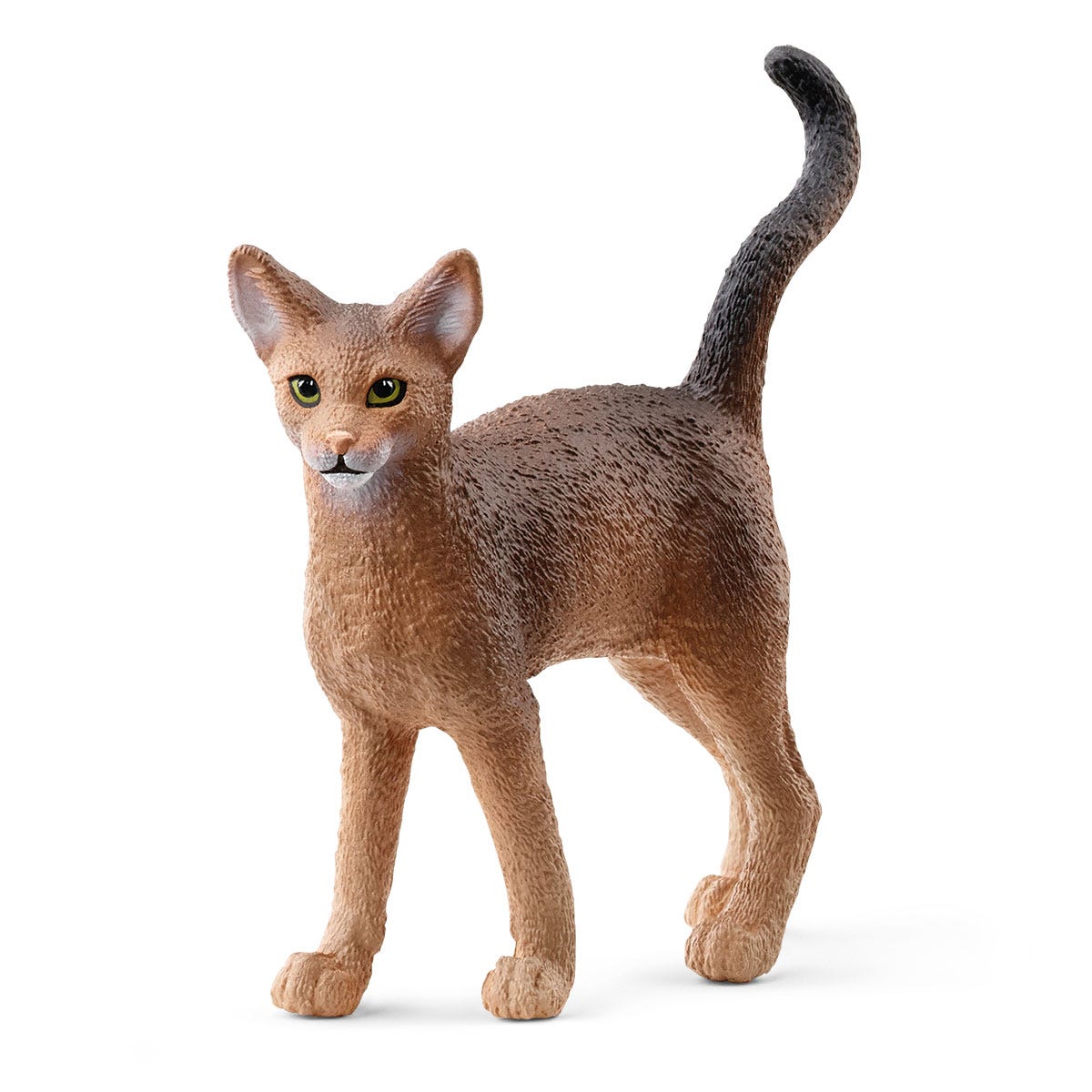 Abyssinian Cat1