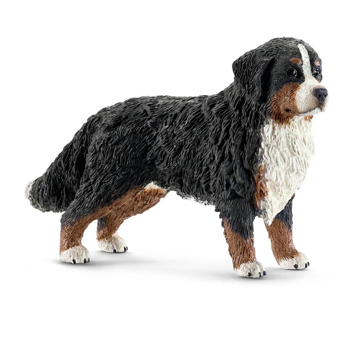 Bernese Mountain Dog, female1
