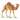 Dromedary