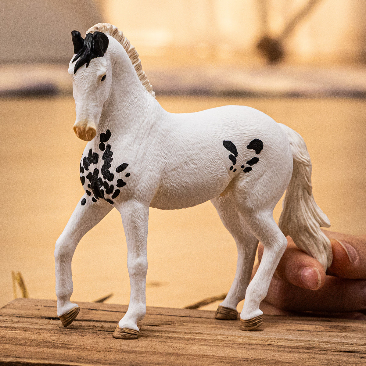 American Quarter Horse Ogier Overo wszelkich maści in Haldenwang American Quarter Horse Ogier Overo wszelkich maści in Haldenwang
