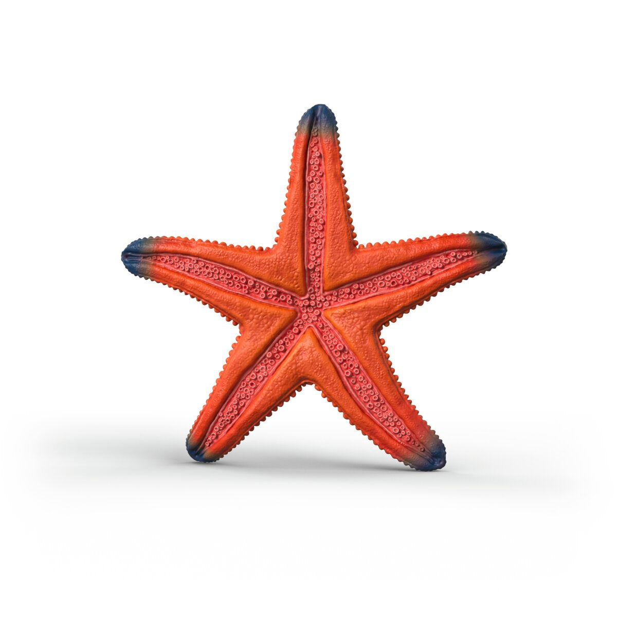 starfish  Normal Protoreaster linckii . | Download Scientific Diagram