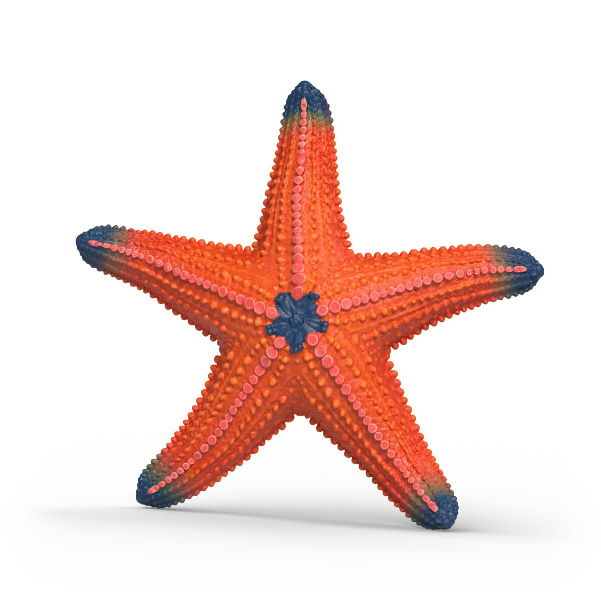 Starfish with color change