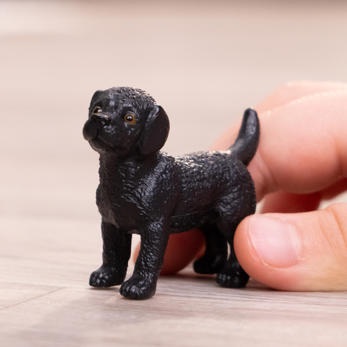 Black Labrador Retriever puppy