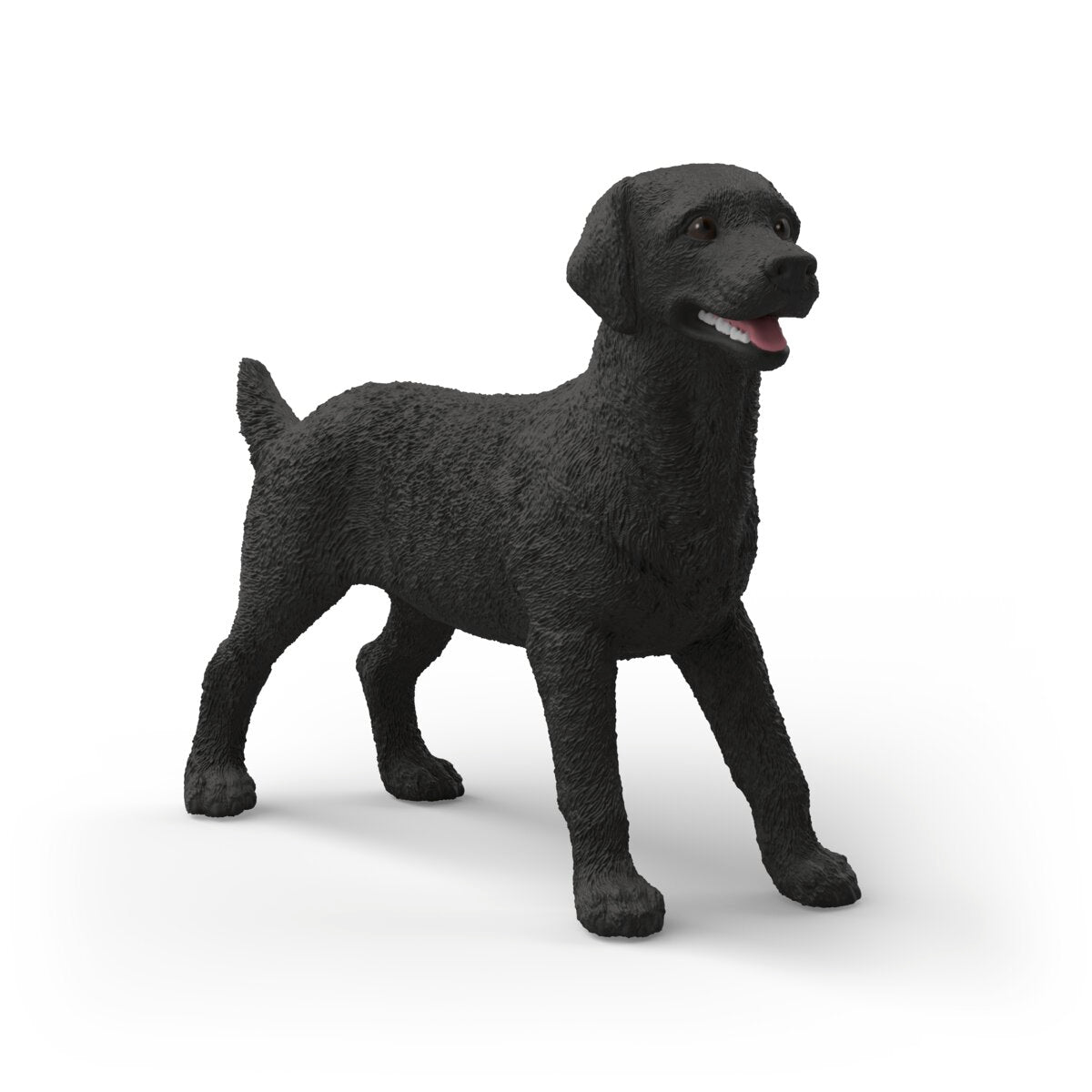 Black Labrador Retriever female