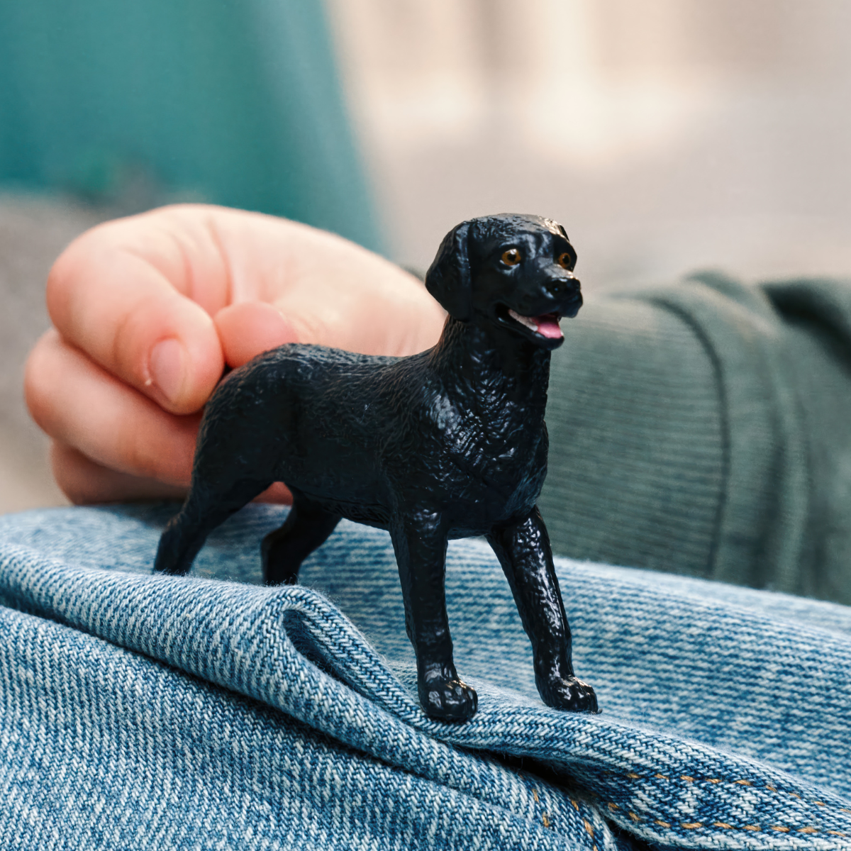 Black Labrador Retriever female