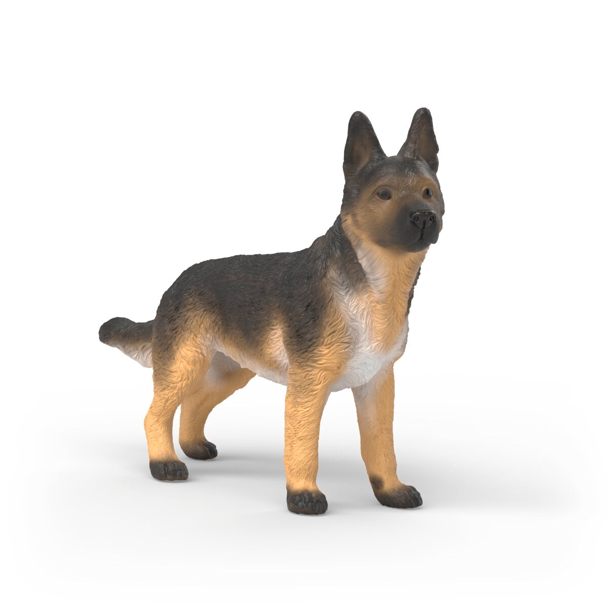 German Shepherd female
