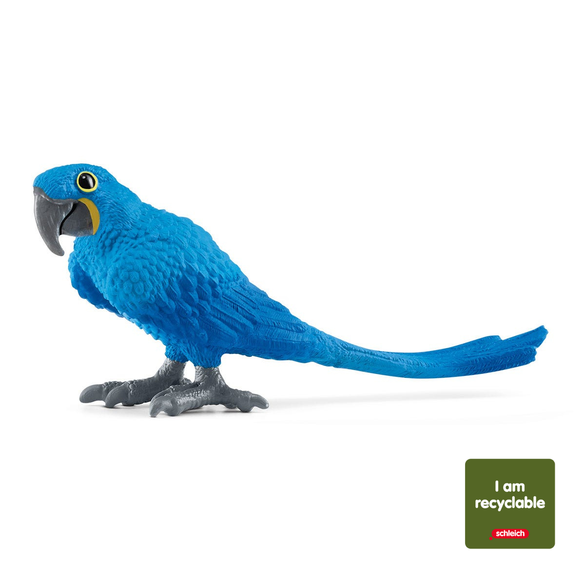 Hyacinth Macaw (circular)