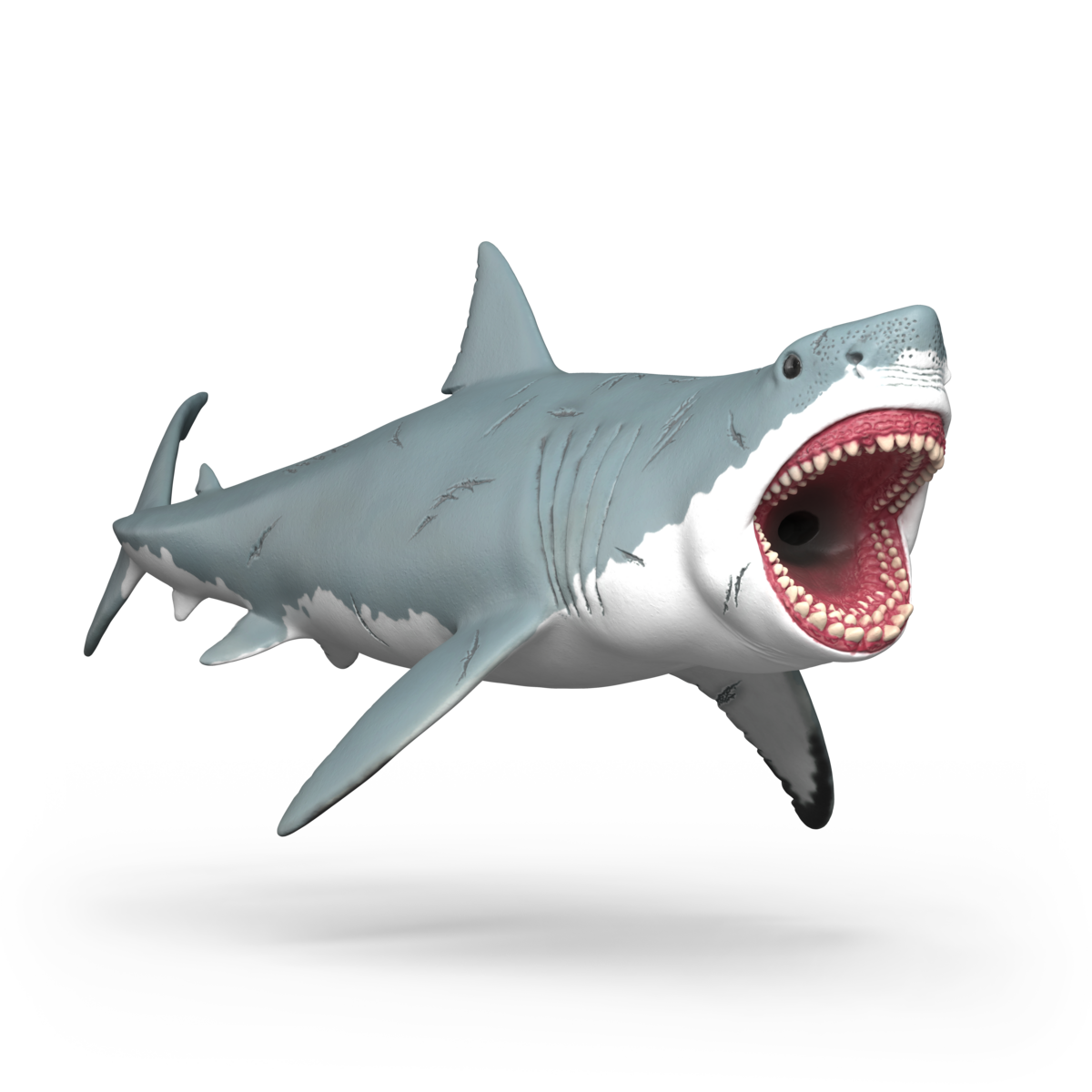Megalodon